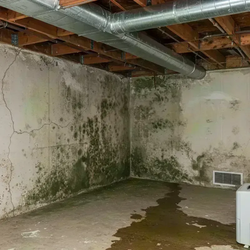 Professional Mold Removal in Seattle, WA